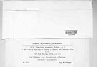 Puccinia bromina image